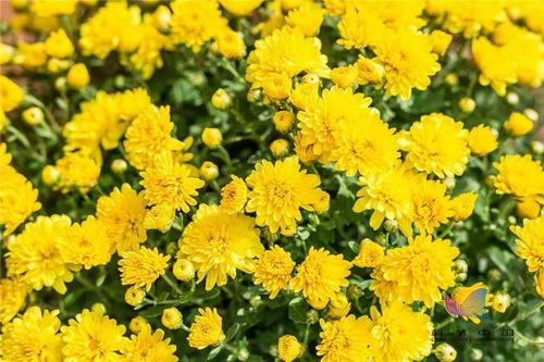 赏菊花
